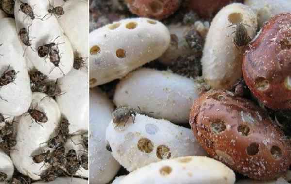 Кто продырявил фасоль? Избавляемся от жучков в фасоли и других бобовых