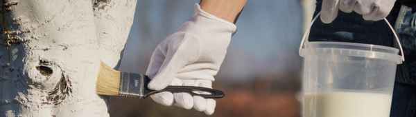 5 недорогих супер-смесей для побелки: они защитят деревья и не ударят по карману