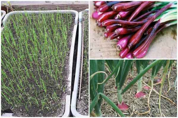 Особенности выращивания лука из семян за один сезон