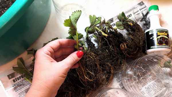 Как сохранить рассаду клубники до посадки?