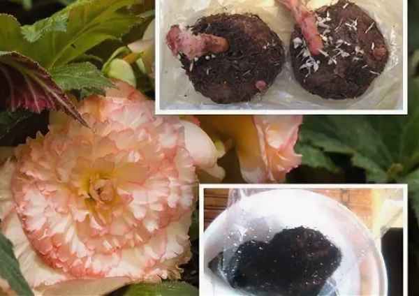 Особенности содержания и ухода бегонии клубневой в зимний период