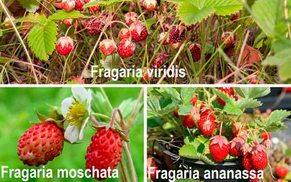 Главные отличия дикой клубники от земляники