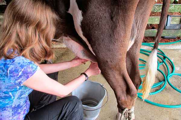 Как доить корову после отела