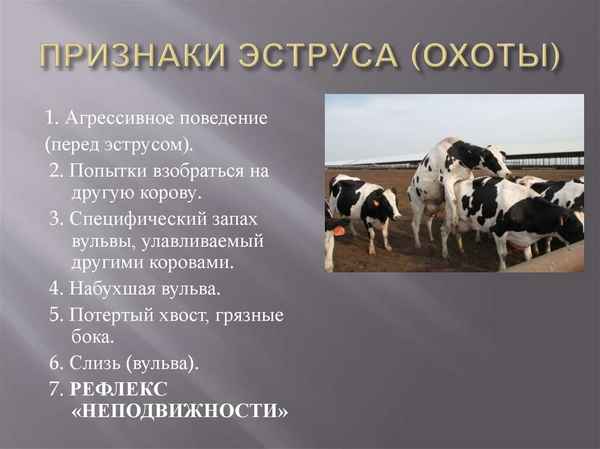 Как определить охоту у коровы
