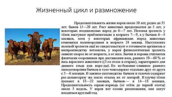 Средняя продолжительность жизни коров и быков