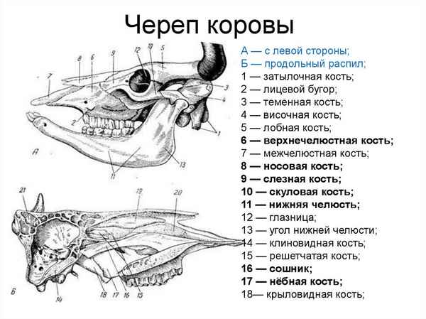 Строение черепа коровы