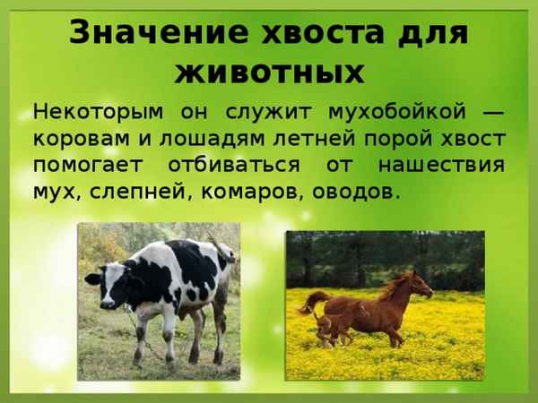 Для чего корове хвост