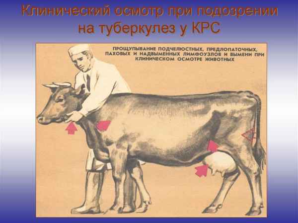 Туберкулёз у коров: симптомы и лечение