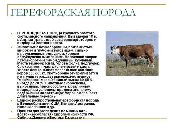Герефордская порода крупного рогатого скота: описание, уход и кормление