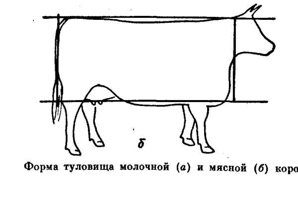 Как правильно выбрать корову: полезные советы при покупке