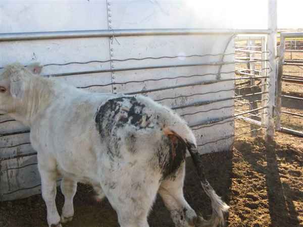 Как и чем лечить понос у коровы