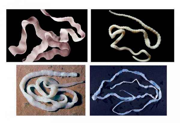 Как вывести глисты у крупного рогатого скота