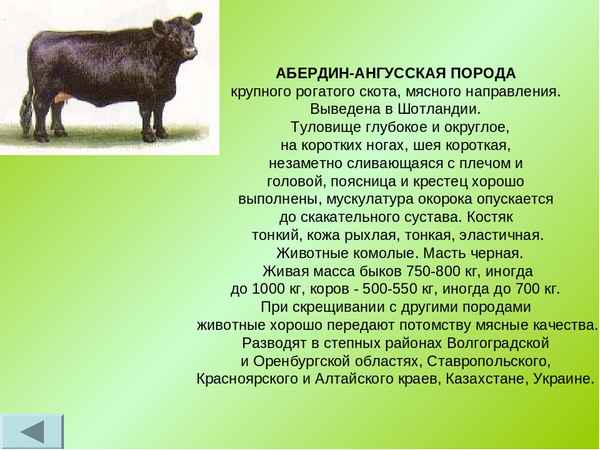 Абердин-ангусская порода КРС: описание, уход и кормление