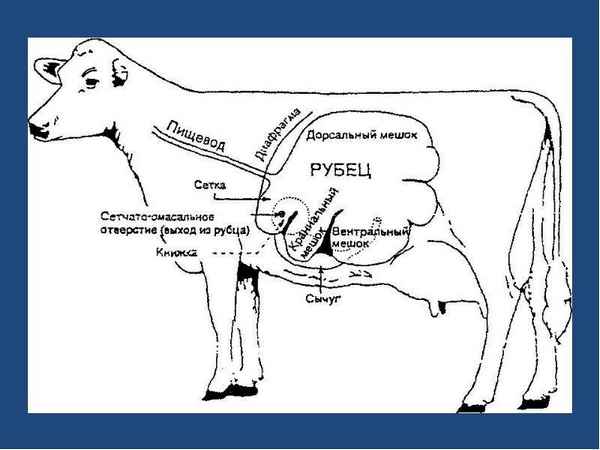 Что делать, если у коровы пропала жвачка