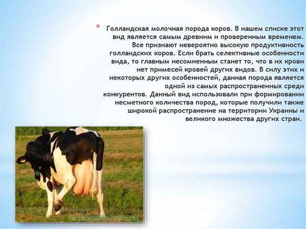 Голландская порода молочных коров: описание, уход и кормление