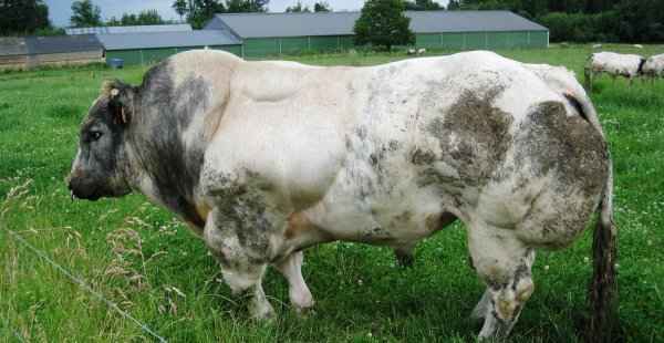 Бельгийская гoлyбая мясная порода коров: хаpaктеристика, уход и кормление