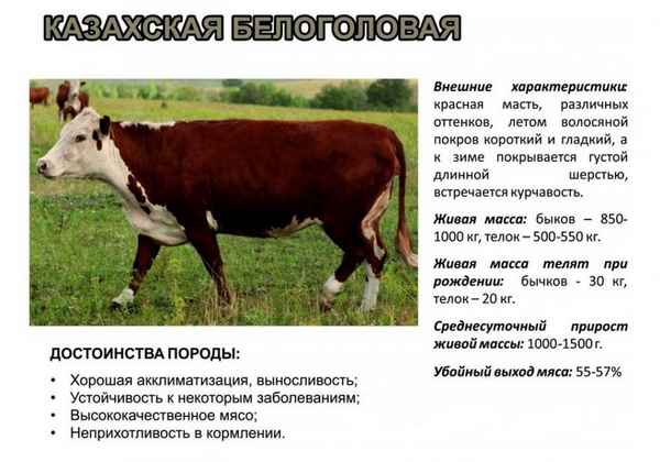 Казахская белоголовая порода коров: описание, уход и кормление
