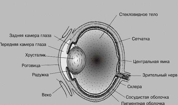 Особенности строения глаз коровы