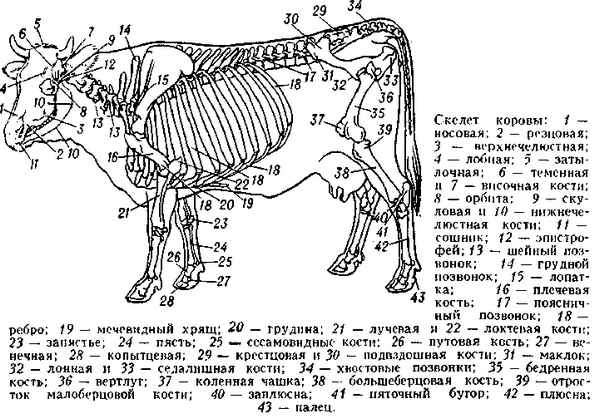 Скелет коровы: фото с описанием костей