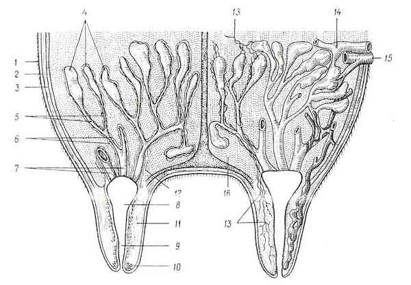 Вымя коровы: анатомия, уход, болезни