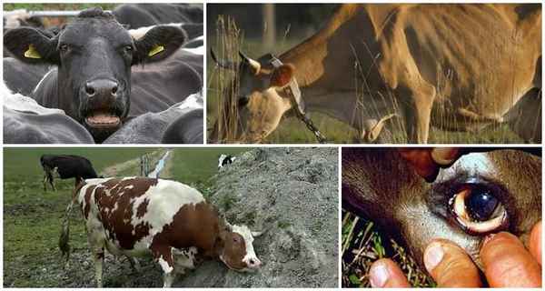 Как лечить пироплазмоз (бабезиоз) крупного рогатого скота