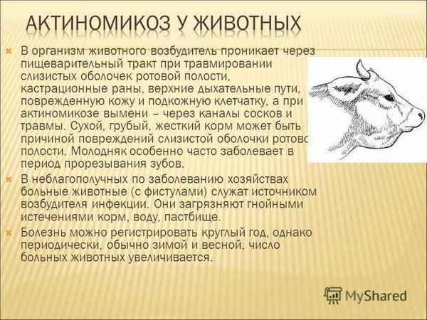 Чем лечить актиномикоз у коровы