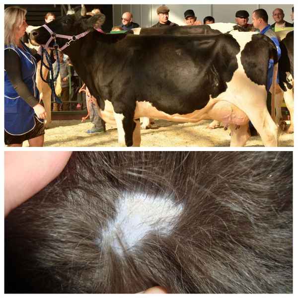 Как вылечить лишай у коровы