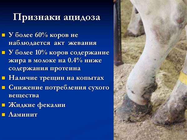 Как лечить ацидоз у коров