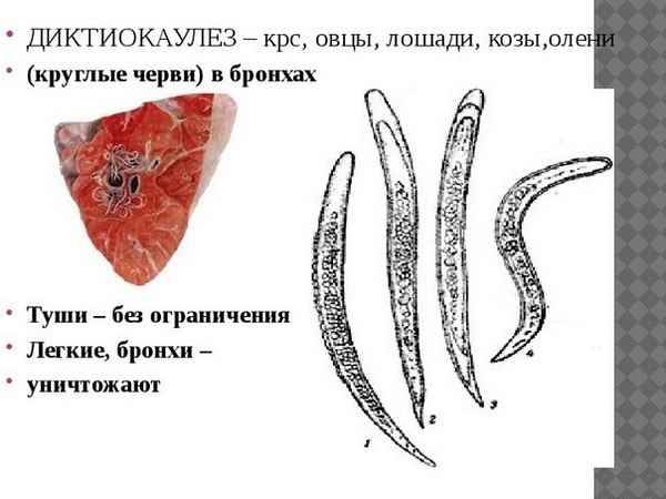 Диктиокаулёз крупного рогатого скота: симптомы и лечение