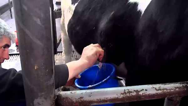 Как лечить абсцесс у коровы