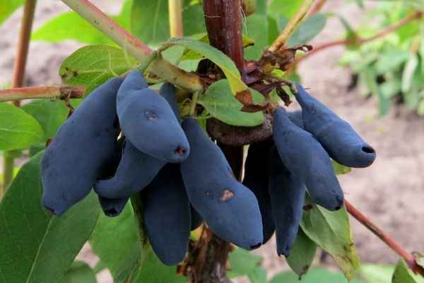 Жимолость съедобная Избранница — основные хаpaктеристики