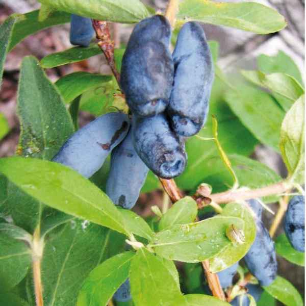 Жимолость съедобная Челябинка — основные хаpaктеристики