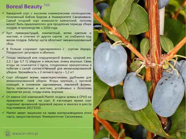 Хаpaктеристика и особенности выращивания жимолости сорта Бореал Бьюти (Boreal Beauty)