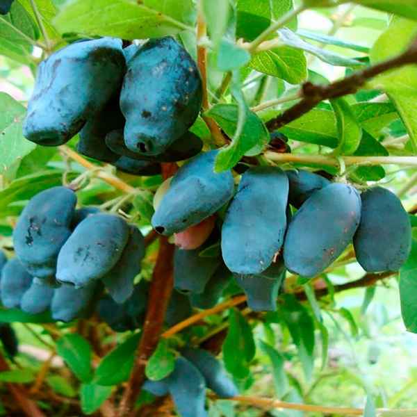 Съедобная жимолость Роксана — особенности и хаpaктеристики