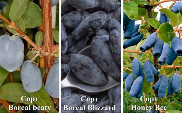 Жимолость Бореал Бест: хаpaктеристика и выращивание сорта