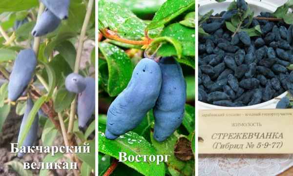 Съедобная жимолость Дочь Великана — основные хаpaктеристики