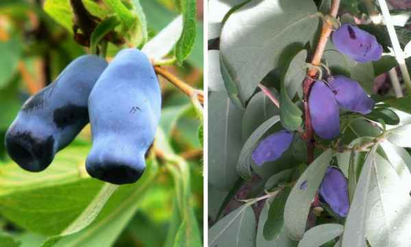 Жимолость съедобная сладкая Земляничная: основные хаpaктеристики сорта