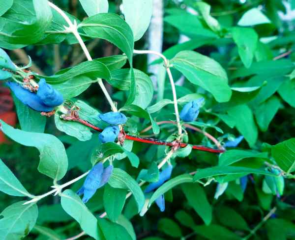 Сорт съедобной жимолости Бажовская: хаpaктеристика, особенности выращивания