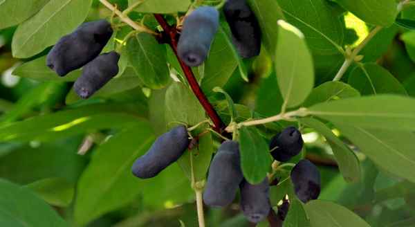 Жимолость съедобная сладкая Синий Утёс— основные хаpaктеристики