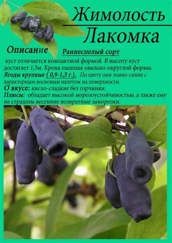 Съедобная жимолость Пушкинская — основные хаpaктеристики