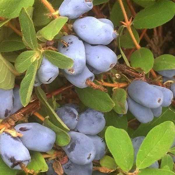 Жимолость съедобная Бореалис: хаpaктеристики сорта и особенности выращивания