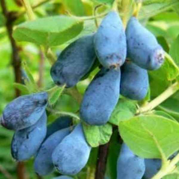 Жимолость съедобная Войтек: основные хаpaктеристики