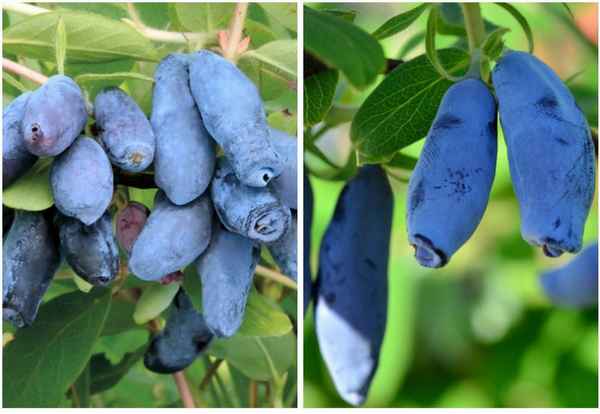 Съедобная жимолость сорта Длинноплодная: особенности агротехники