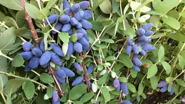 Жимолость съедобная крупноплодная Югана: плюсы и минусы