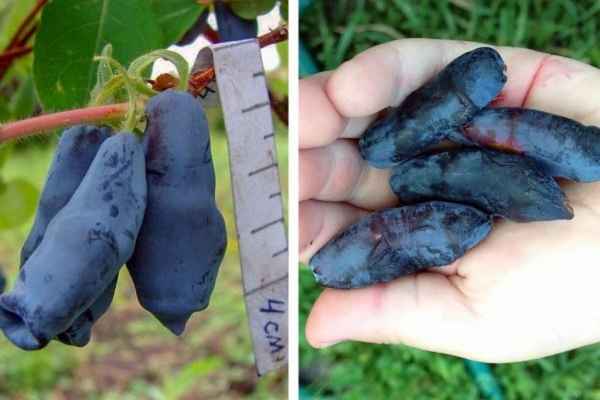 Съедобная жимолость сорта Бакчарская — особенности и хаpaктеристики