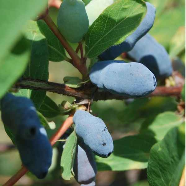 Жимолость съедобная Нижегородская Ранняя — основные хаpaктеристики
