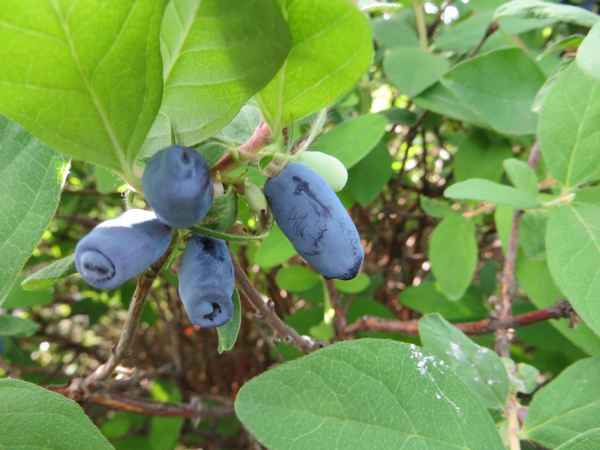 Жимолость Золушка: хаpaктеристика, особенности выращивания