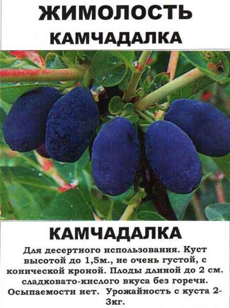 Съедобная сладкая жимолость Мария — основные хаpaктеристики сорта