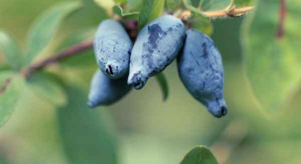 Жимолость съедобная Снегирь — основные хаpaктеристики