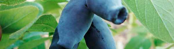 Кувшиновидная жимолость: хаpaктеристика и агротехника сорта